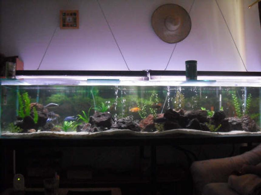 Rated #9: 230 Gallons Freshwater Fish Tank - This is my 230 gallon or 881 liters, sorry. I know this is too far away, but the tank is too long that this is the only way to get it on the picture. thanks