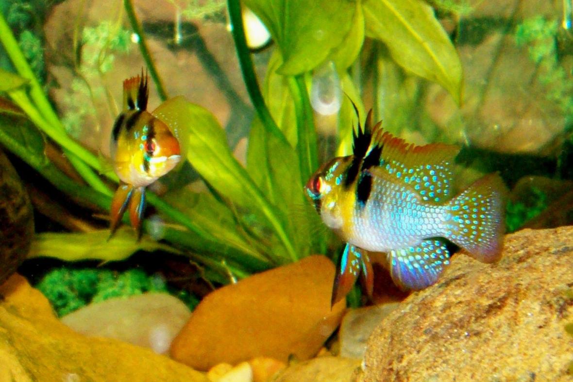 freshwater fish - papiliochromis ramirezi - german blue ram stocking in 75 gallons tank - 2 German Blue Rams