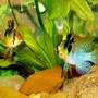 freshwater fish - papiliochromis ramirezi - german blue ram stocking in 75 gallons tank - 2 German Blue Rams