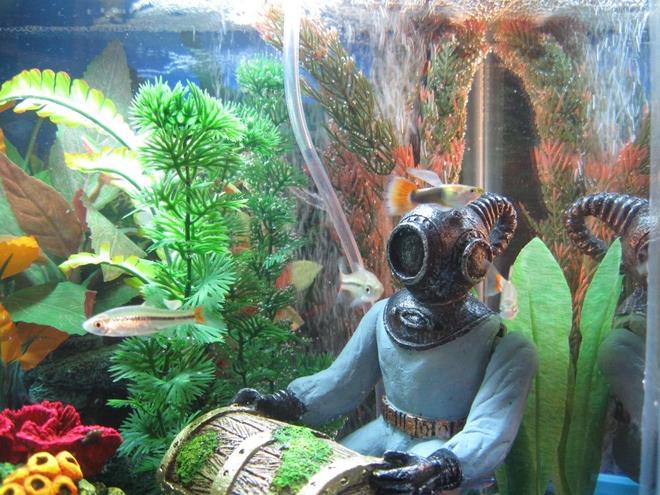 freshwater fish - pristella maxillaris - gold pristella tetra stocking in 10 gallons tank - Deep Sea Diver with Treasure Chest (Our kids call him Cyclops) :)