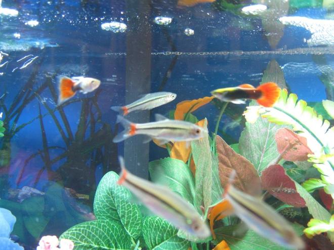 freshwater fish - pristella maxillaris - gold pristella tetra stocking in 10 gallons tank - X-Ray Tetras and Guppies
(Sorry, a bit blurry)