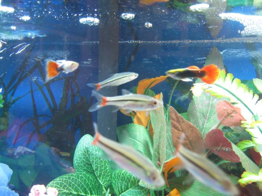 Rated #1726: Freshwater Fish - Pristella Maxillaris - Gold Pristella Tetra Stocking In 10 Gallons Tank - X-Ray Tetras and Guppies
(Sorry, a bit blurry)