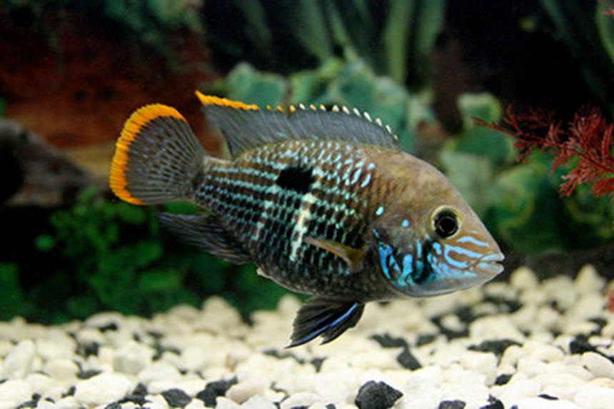 Rated #58: Freshwater Fish - Aequidens Rivulatus - Green Terror Stocking In 17 Gallons Tank - Green Terror