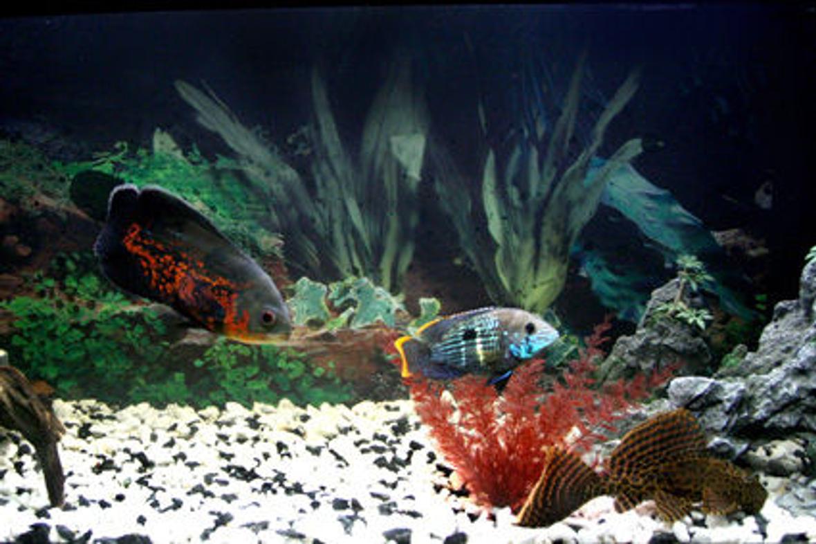 freshwater fish - astronotus ocellatus - tiger oscar stocking in 17 gallons tank - My first tank