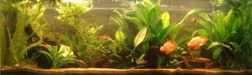 Rated #120: 59 Gallons Planted Tank - Full view of my tank.