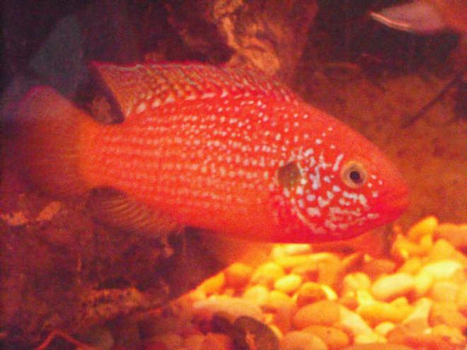 freshwater fish - hemichromis bimaculatus - jewel cichlid stocking in 230 gallons tank - My Red Jewel. what do you think?