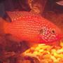 freshwater fish - hemichromis bimaculatus - jewel cichlid stocking in 230 gallons tank - My Red Jewel. what do you think?