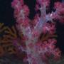 corals inverts - dendronephthya sp. - carnation tree coral stocking in 55 gallons tank - carnation coral