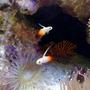 saltwater fish - nemateleotris magnifica - firefish stocking in 55 gallons tank - flame tails