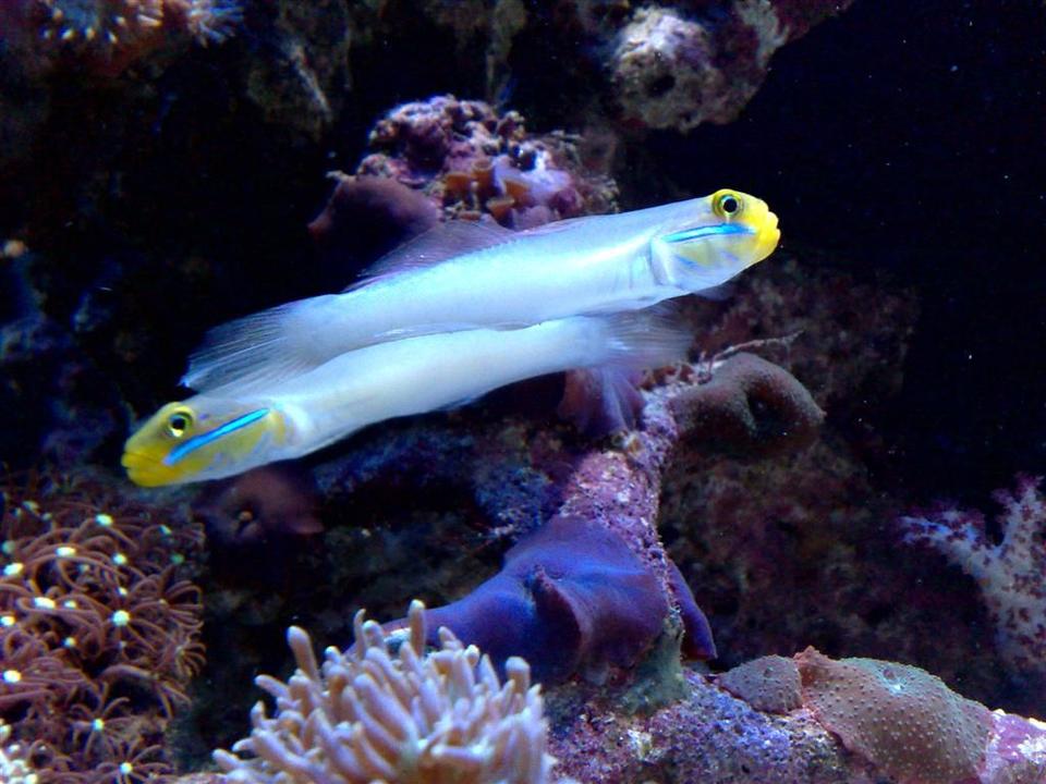 saltwater fish - valenciennea strigata - sleeper gold head goby stocking in 55 gallons tank - sleeper gobies