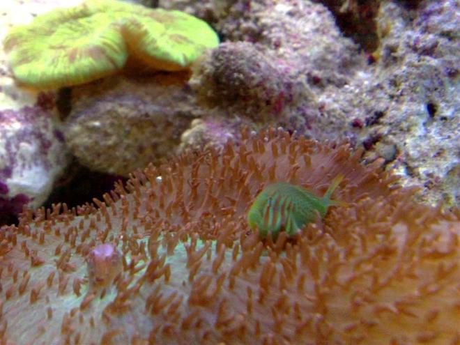 corals inverts - rhodactis mussoides - elephant ear mushroom stocking in 55 gallons tank - coral goby