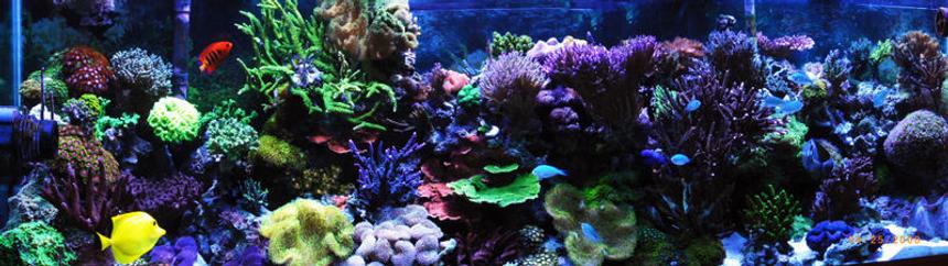 Rated #10: Corals Inverts - Sarcophyton Elegans - Yellow Fiji Leather Coral Stocking In 125 Gallons Tank - Full Reef 6 years old