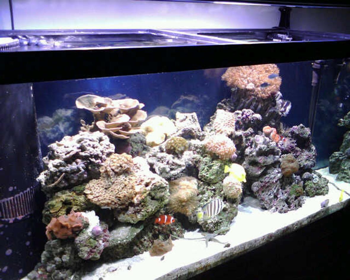 90 gallons reef tank (mostly live coral and fish) - Tank view