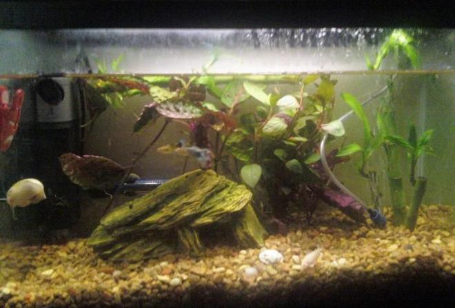 14 gallons planted tank (mostly live plants and fish) - Bad pic of the 10 gallon, I haven't gotten all the new plants settled and the water needs to be topped off a bit