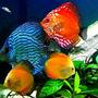 freshwater fish - symphysodon sp. - yellow marlboro discus stocking in 29 gallons tank - 29gallon Bio Cube Discus Tank
