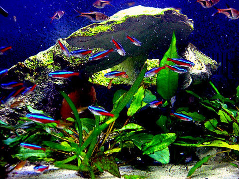 freshwater fish - paracheirodon axelrodi - cardinal tetra stocking in 29 gallons tank - 29 gallon Bio cube pics