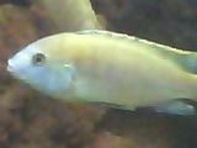 freshwater fish - pseudotropheus socolofi - powder blue cichlid stocking in 60 gallons tank - turning blue in the face
