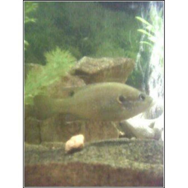 freshwater fish - lepomis cyanellus - green sunfish stocking in 28 gallons tank - a former member of my tank- a gren sunfish from the local lake