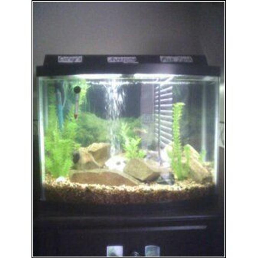 Rated #274: 28 Gallons Planted Tank - my freshwater fishtank