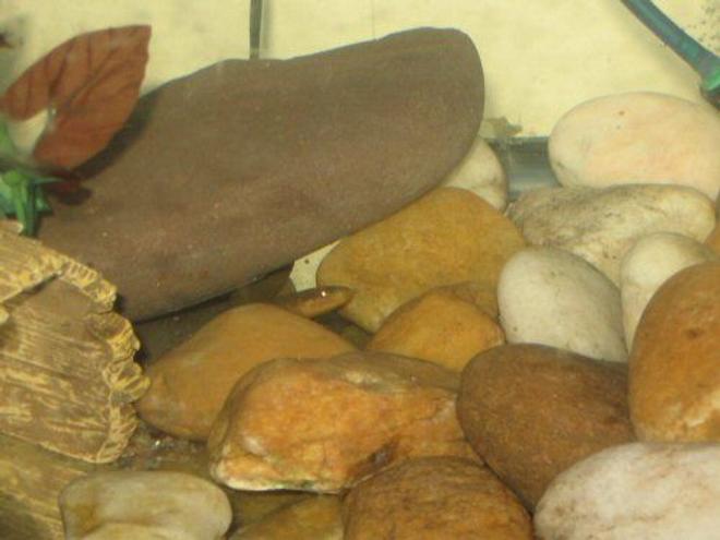 30 gallons freshwater fish tank (mostly fish and non-living decorations) - Snake and Rocks