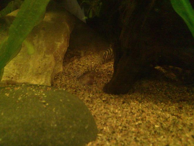 freshwater fish - misgurnus anguillicaudatus - gold dojo loach stocking in 59 gallons tank - Misgurnus anguillicaudatus