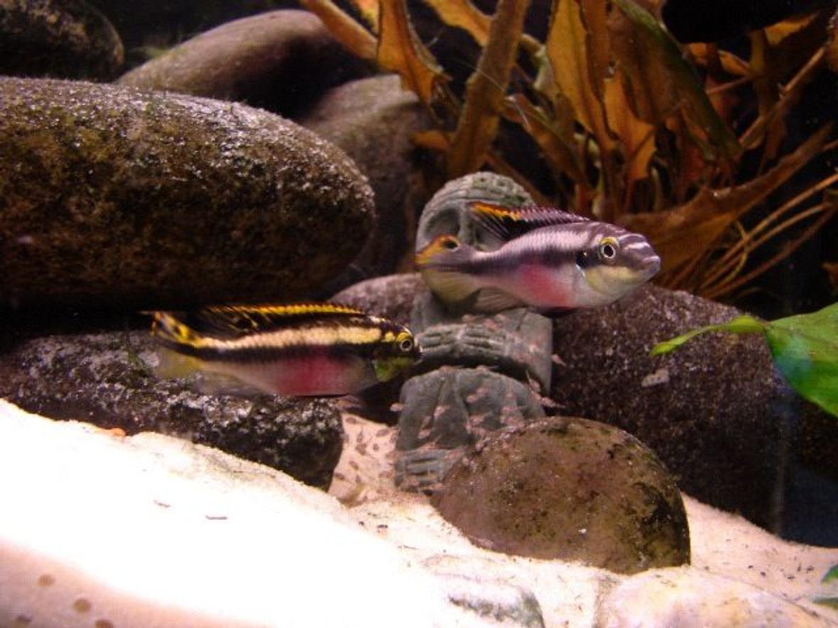 freshwater fish - pelvicachromis pulcher - kribensis cichlid stocking in 55 gallons tank - Kribensis Cichlid and their fry