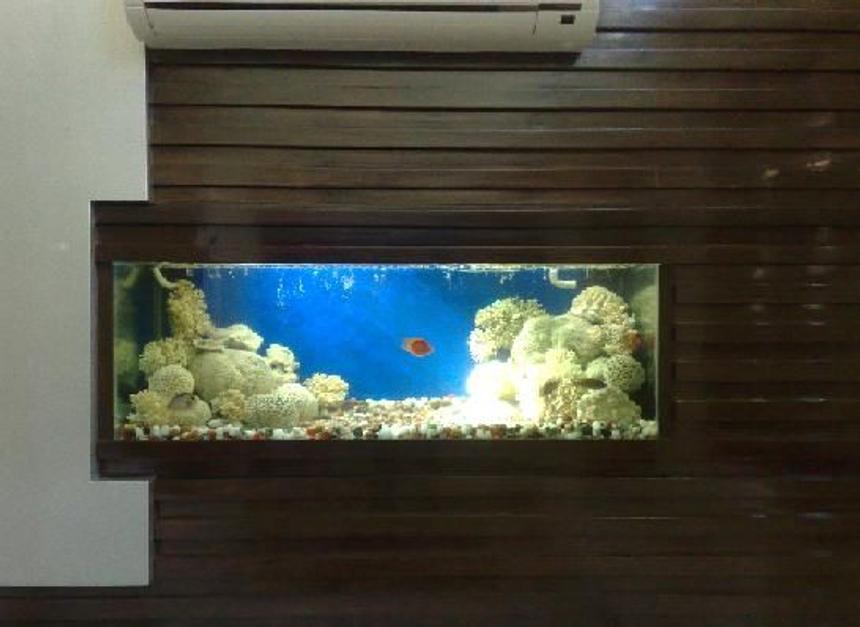 Rated #1780: 70 Gallons Freshwater Fish Tank - This is my second tank in my drawing room wall my tank size is L 5'x D3' x h3 'i have used  Dead Coral UV filter External Filter and Under gravel filterin this tank