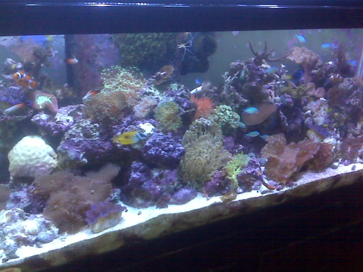 95 gallons reef tank (mostly live coral and fish) - full tank shot!