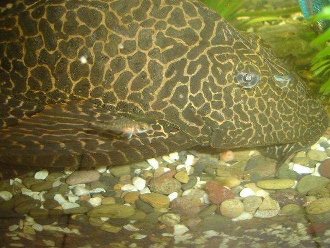freshwater fish - glyptoperichthys gibbiceps - sailfin pleco (l-83) stocking in 70 gallons tank - alevin cichlid et pleco