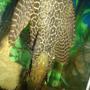 freshwater fish - glyptoperichthys gibbiceps - sailfin pleco (l-83) stocking in 70 gallons tank - pleco synodontis