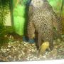 freshwater fish - glyptoperichthys gibbiceps - sailfin pleco (l-83) stocking in 70 gallons tank - syndontis pleco