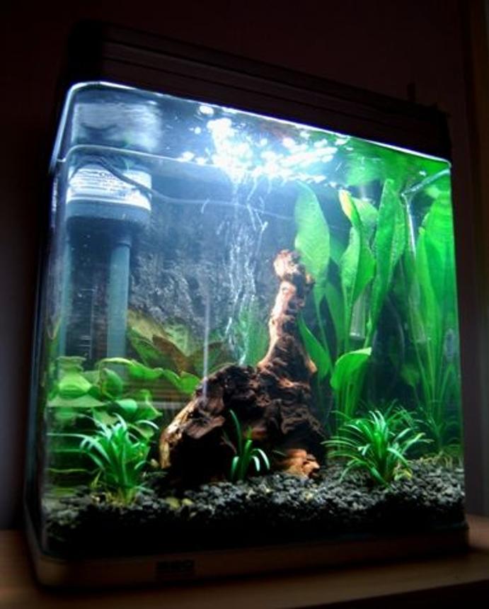 9 gallons planted tank (mostly live plants and fish) - 9 gallon curved edge glass aquarium. 
New rework of this tank. Going for a dark atmosphere to enhance the natural colours of the fish i will add.