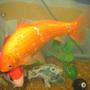 freshwater fish - carassius auratus - goldfish stocking in 55 gallons tank - once , now 7 inches around!!!
