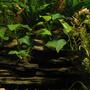 240 gallons planted tank (mostly live plants and fish) - Anubia mountain