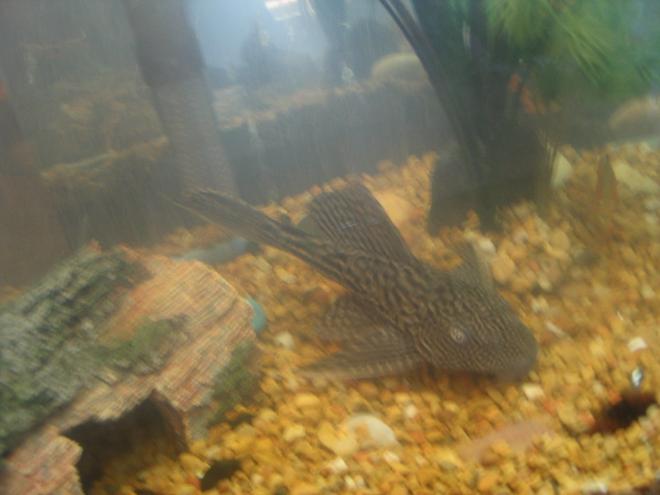 freshwater fish - hypostomus punctatus - trinidad pleco stocking in 55 gallons tank - large algae eater