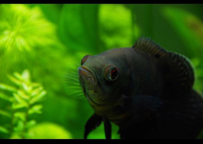 freshwater fish - astronotus ocellatus - oscar stocking in 45 gallons tank - My 3" oscar in his planted home :D,
the photo was taken with my Nikon DSLR, 
if you were wondering haha
