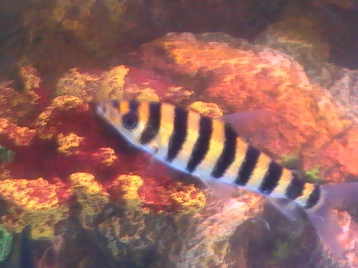 freshwater fish - leporinus fasciatus - banded leporinus stocking in 30 gallons tank - Clown Loach
