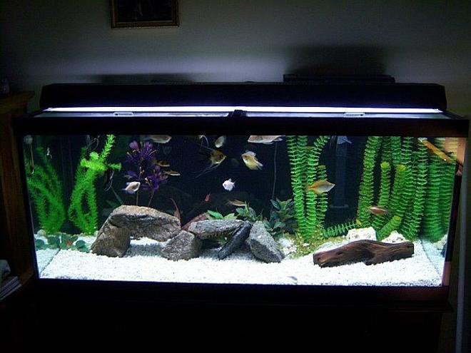 75 gallons freshwater fish tank (mostly fish and non-living decorations) - 75 Gallon Freshwater community