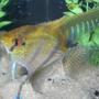 freshwater fish - pterophyllum sp. - silver zebra angel stocking in 6 gallons tank - Angel Fish