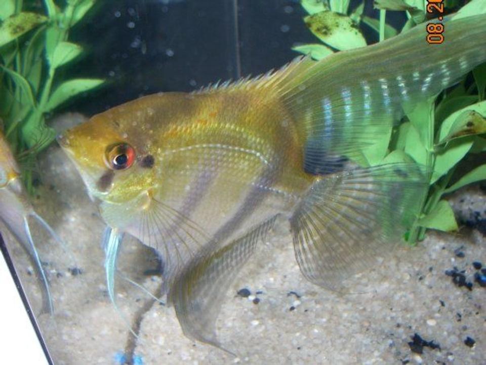 freshwater fish - pterophyllum sp. - silver zebra angel stocking in 6 gallons tank - Angel Fish