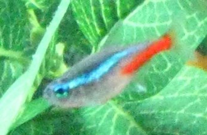 freshwater fish - paracheirodon innesi - neon tetra jumbo stocking in 10 gallons tank - Neon Tetra