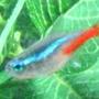 freshwater fish - paracheirodon innesi - neon tetra jumbo stocking in 10 gallons tank - Neon Tetra