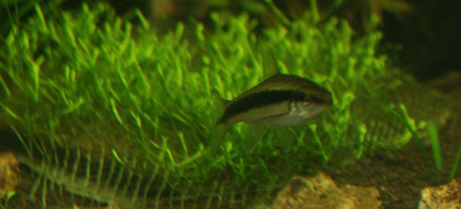 freshwater fish - crossocheilus siamensis - siamese algae eater stocking in 80 gallons tank - Suamese Algae Eater