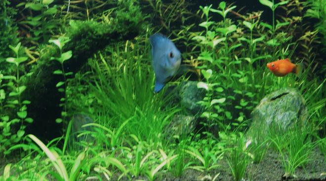 freshwater fish - symphysodon spp. - neon blue discus stocking in 80 gallons tank - Hey! how r u?