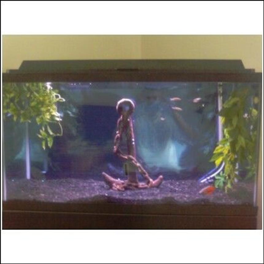 Rated #4282: 38 Gallons Freshwater Fish Tank - My 38 Gallon Tank