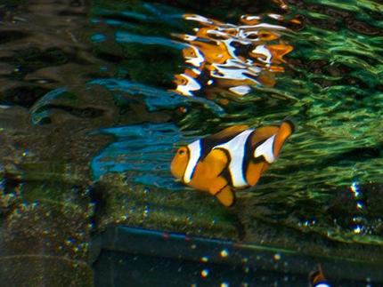 saltwater fish - amphiprion percula - true percula clownfish stocking in 20 gallons tank - Perc