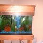 fish tank picture - Custom Stand / Aquarium Cover BLack walnut, oak,and red oak