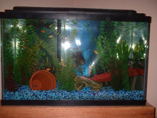 55 gallons freshwater fish tank (mostly fish and non-living decorations) - Blue GIll