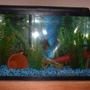 55 gallons freshwater fish tank (mostly fish and non-living decorations) - Blue GIll