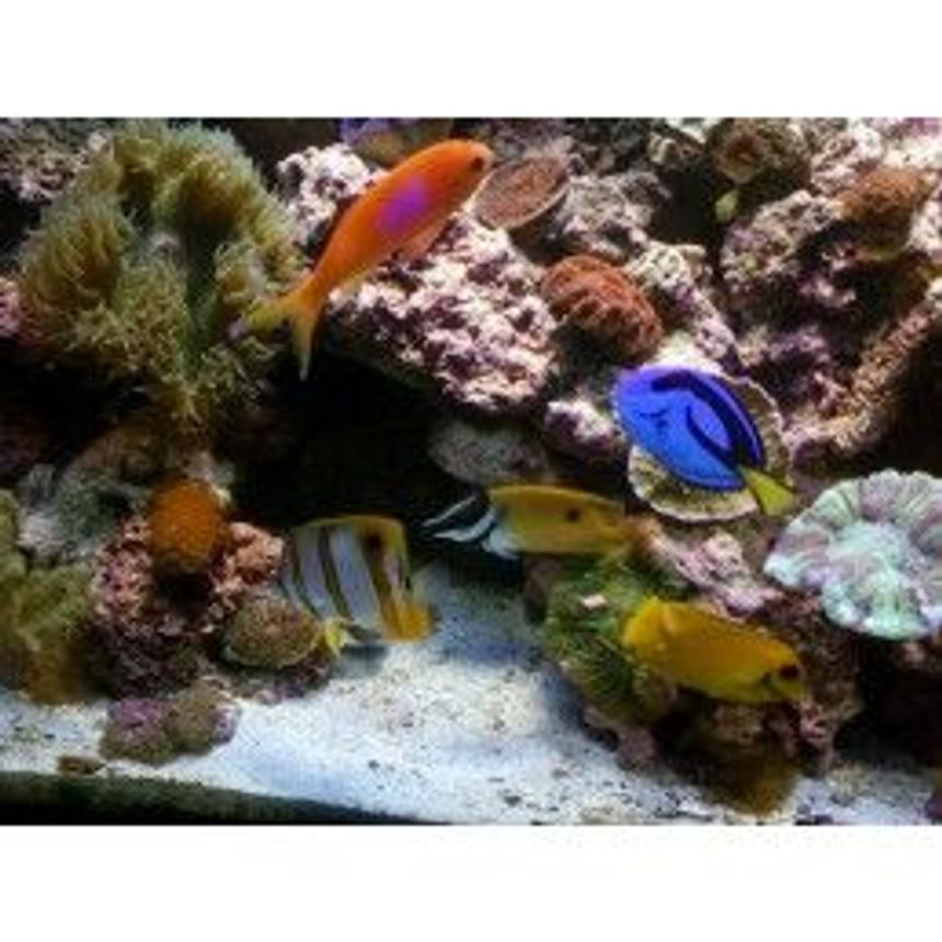 Rated #71: Saltwater Fish - Siganus Unimaculatus - One Spot Foxface Stocking In 75 Gallons Tank - my regal, anthius,fox face, and mimic tang, and copper band